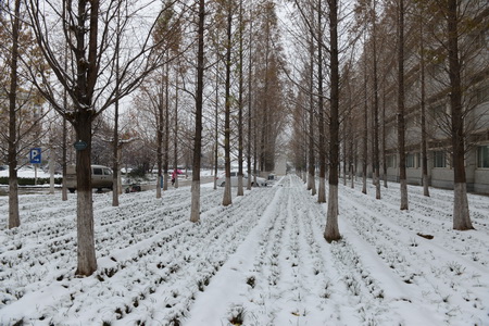 校园瑞雪